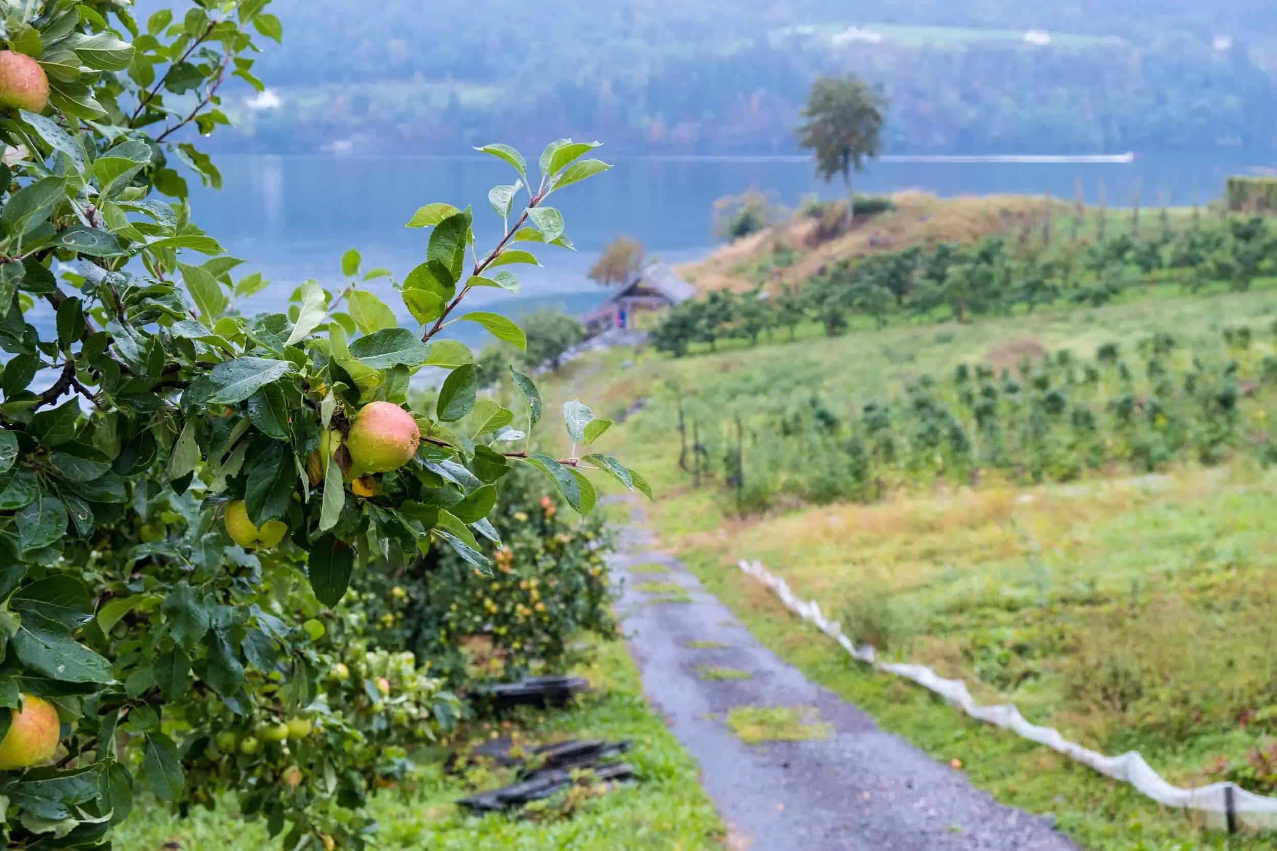 来自挪威Hardanger的苹果bd客户端app官方登录